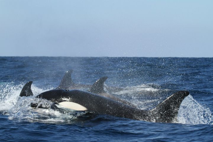 Orcas en el mar